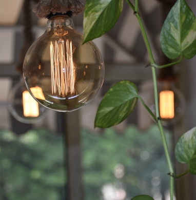 Ampoule led et plante