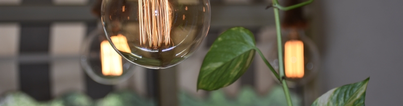 lampe plante verte